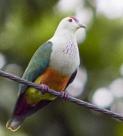 File:Palau Fruit Dove Ptilinopus pelewensis photographed on Babeldaob Palau in 2013 by Devon Pike (cropped).jpg