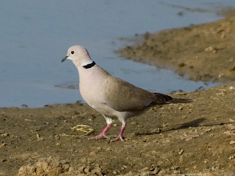 File:Streptopelia roseogrisea, Waza NP, Cameroon (cropped).jpg