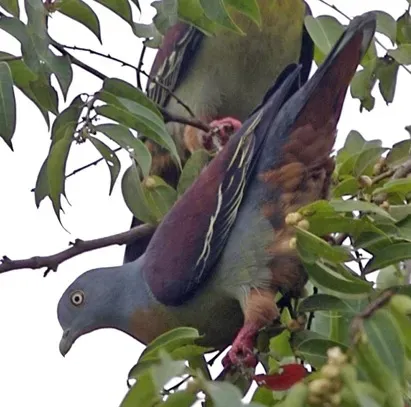 File:Treron olax (cropped).jpg