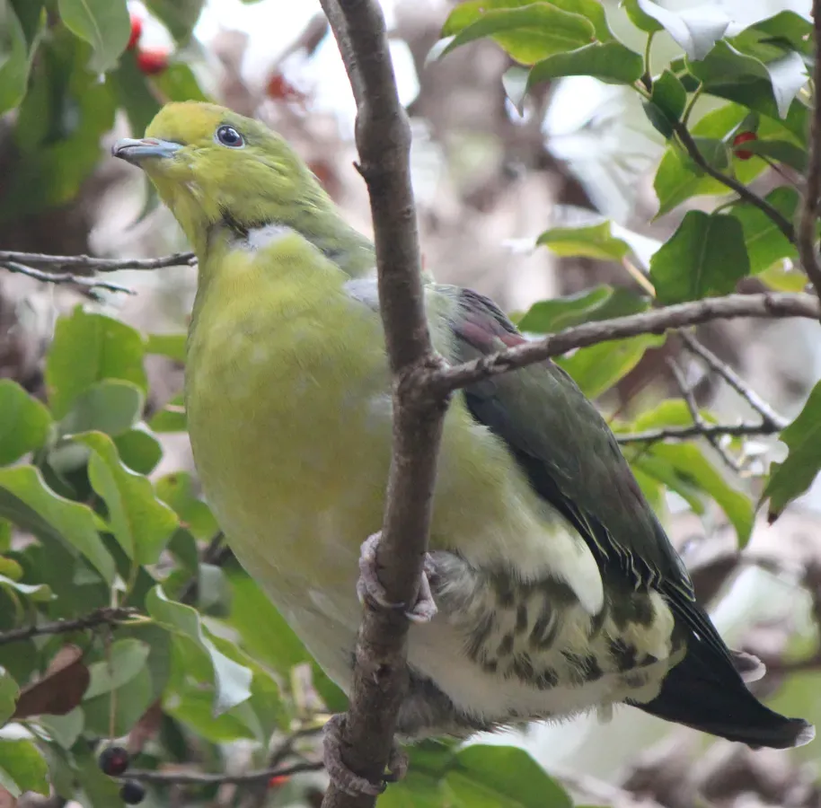 File:Treron sieboldii (on Ilex pedunculosa) (cropped).JPG