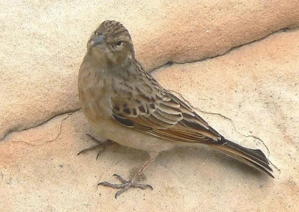 File:Emberiza impetuani Lark-like Bunting, crop.jpg