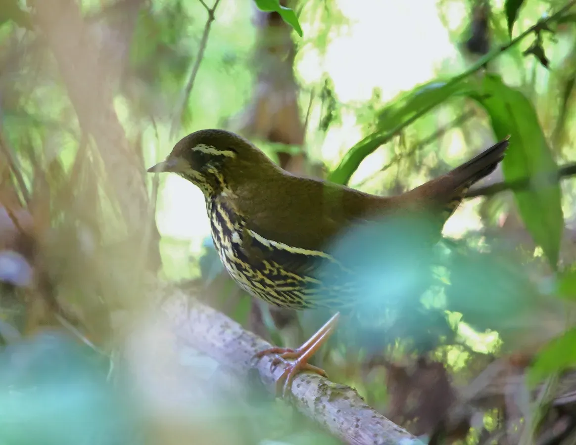 File:Chamaeza ruficauda - Rufous-tailed anttrush.jpg