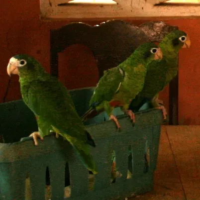File:Amazona ventralis -captivity-6-4cb.jpg
