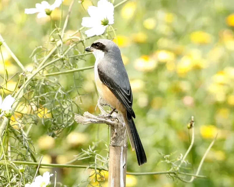 File:Grey backed shrike (Lanius tephronotus tephronotus).jpg