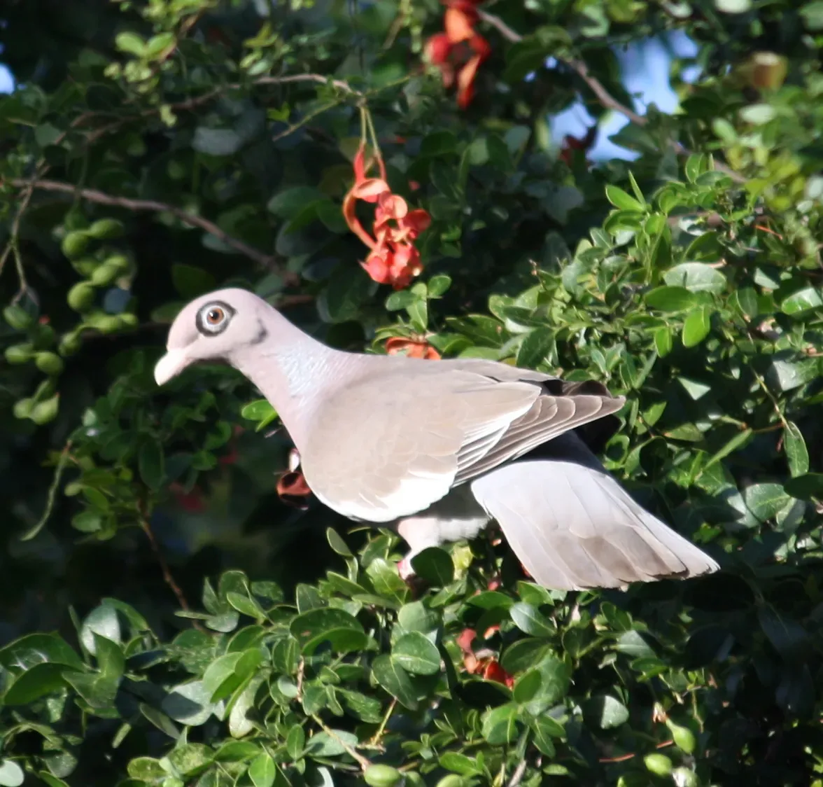 File:Patagioenas corensis - Bare-eyed Pigeon - Venezuelankyyhky IMG 1015 C (cropped).JPG