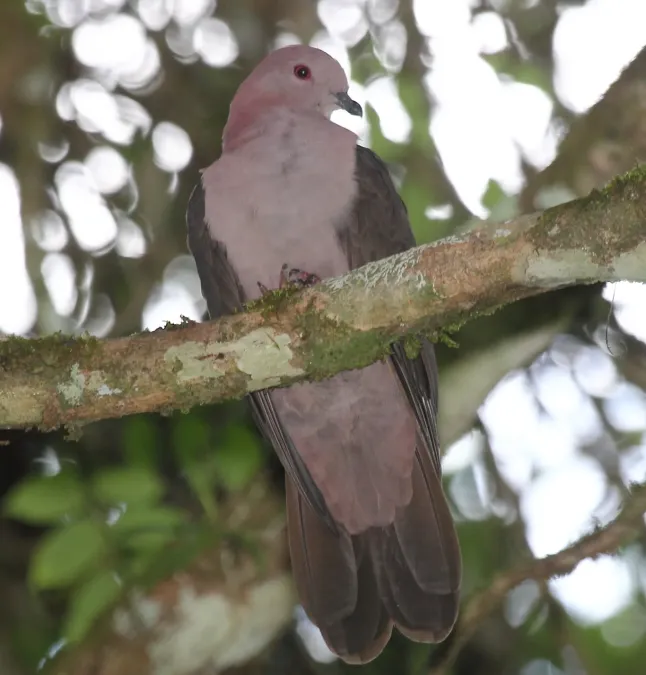 File:Patagioenas nigrirostris (cropped).jpg