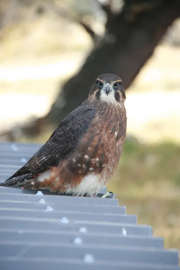 File:New Zealand Falcon (falco novaeseelandiae, Karearea) watching the golf course - panoramio.jpg