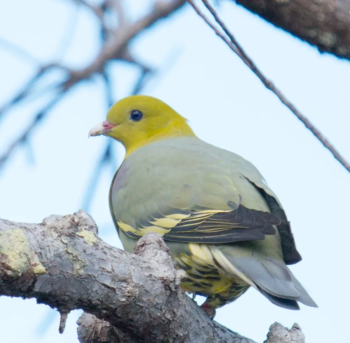 File:Treron australis 001 (cropped).jpg