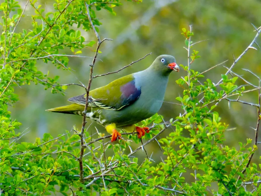 File:African Green Pigeon (Treron calvus) (11423539903) (cropped).jpg