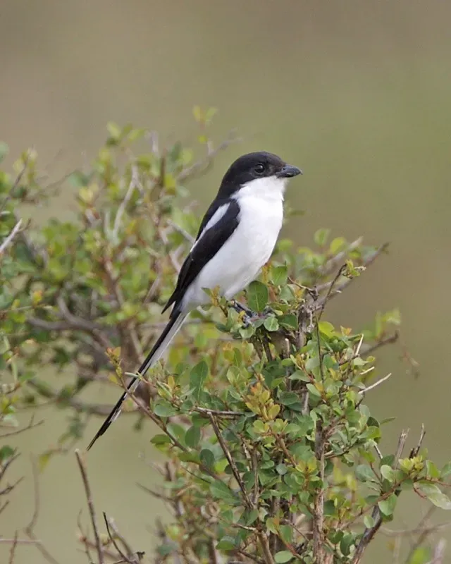 File:Lanius humeralis, Masai Mara 2.jpg