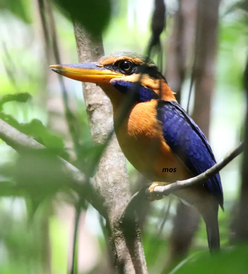 File:Rufous-collared kingfisher (Actenoides concretus) of Pelawan Forest, Namang Village, Bangka Island, Indonesia (cropped).jpg