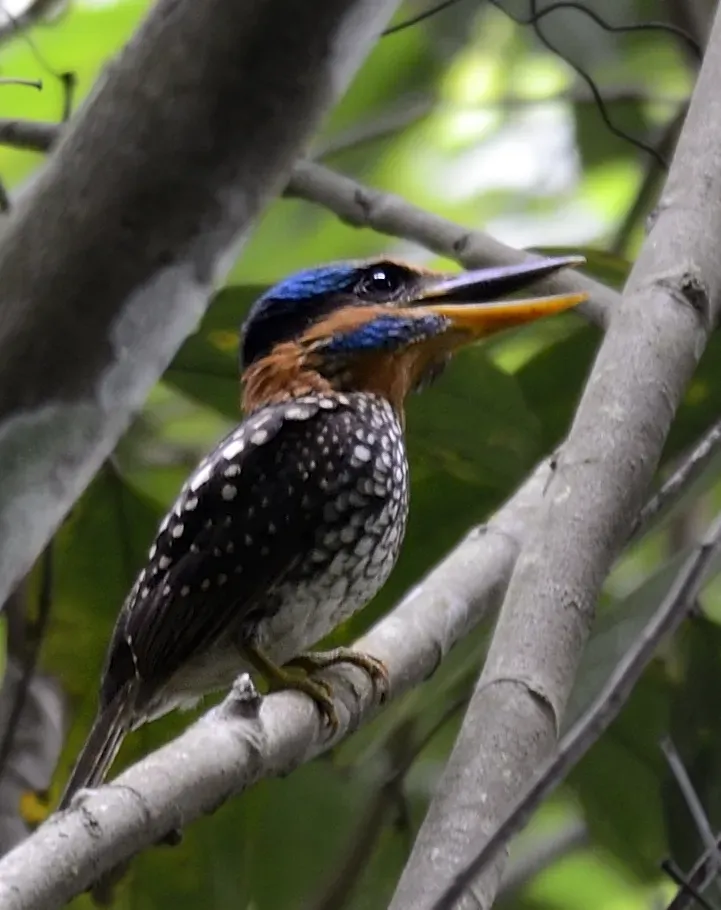 File:Spotted kingfisher (Actenoides lindsayi) (7184494790) (cropped).jpg