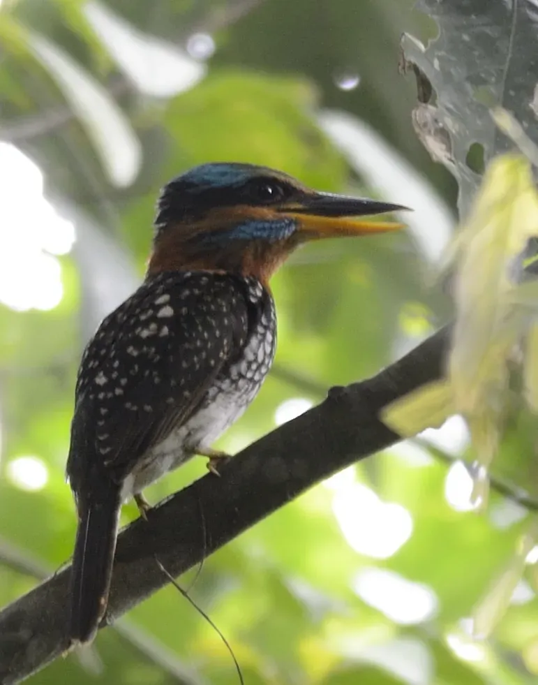 File:Spotted kingfisher (Actenoides lindsayi) (7184494228) (cropped).jpg