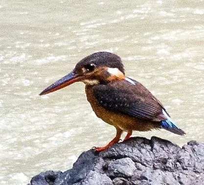 File:Alcedo peninsulae (cropped).jpg