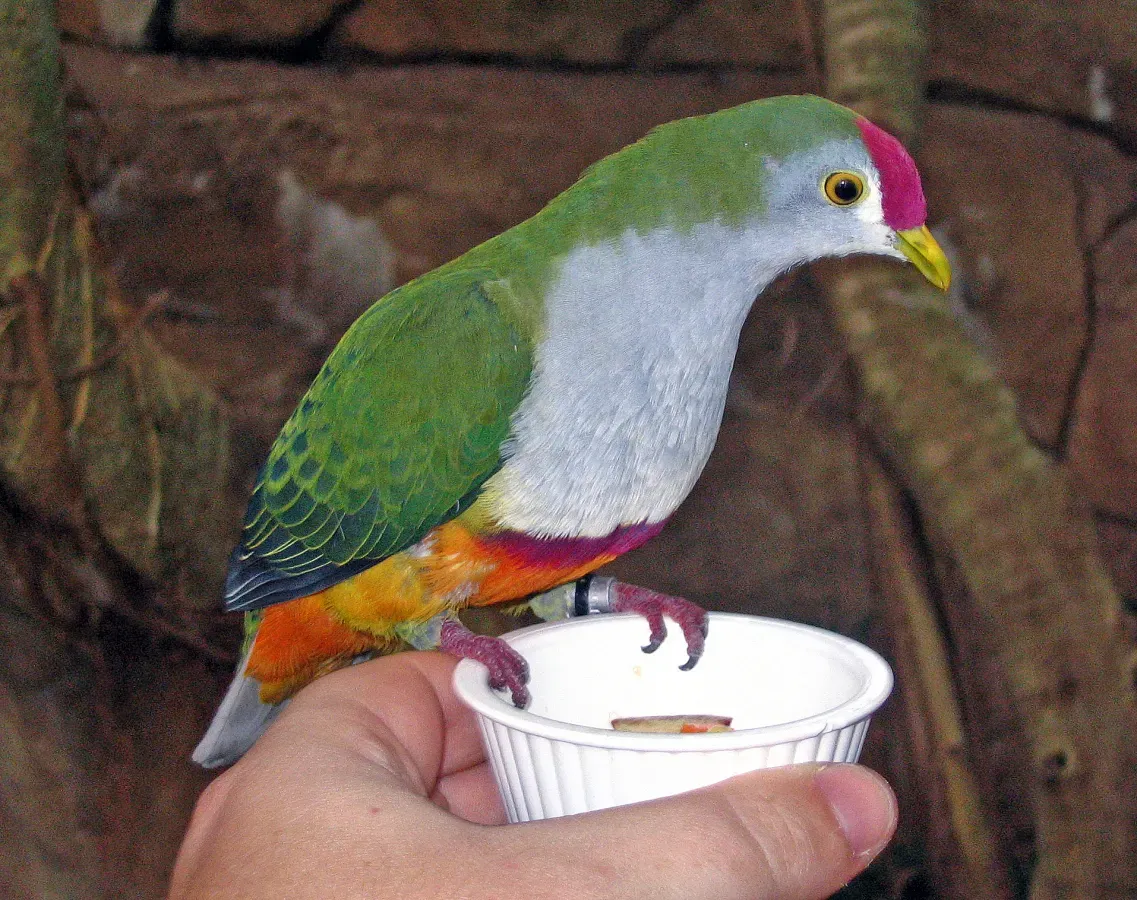 File:Ptilinopus pulchellus -Discovery Cove -Orlando-8.jpg