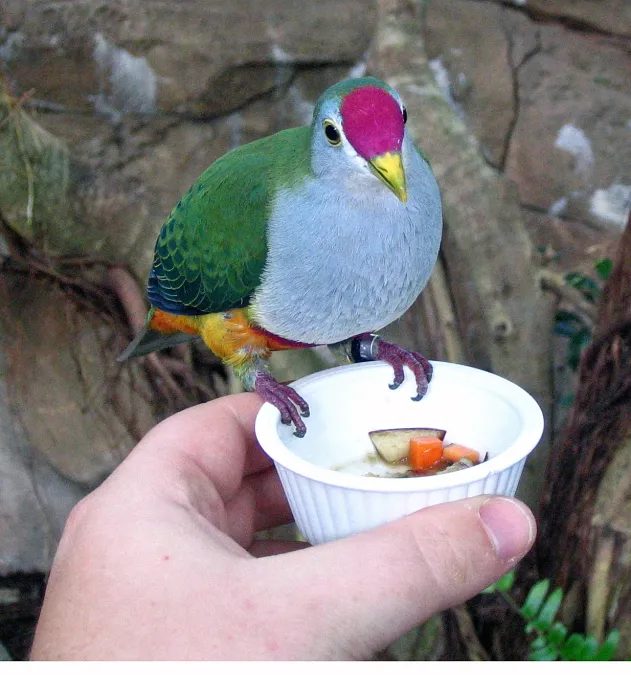File:Ptilinopus pulchellus -Discovery Cove -Orlando-8a.jpg