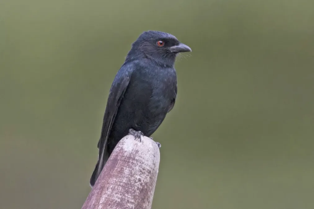File:Common drongo (Dicrurus adsimilis fugax).jpg
