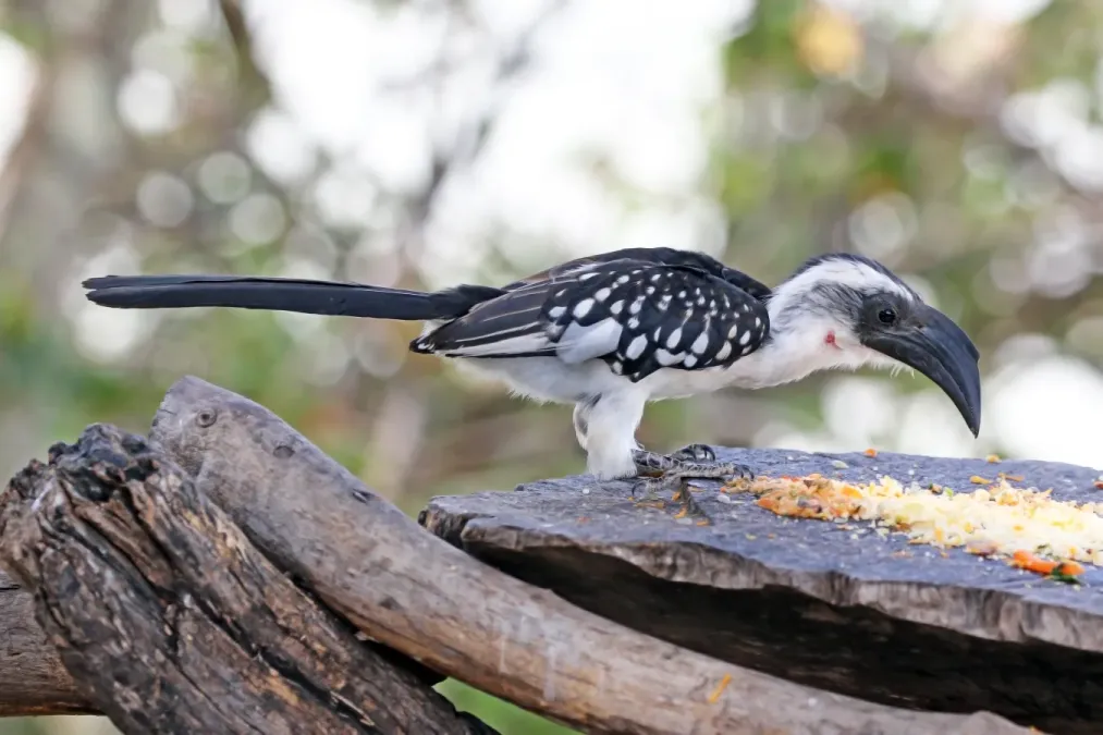 File:Jackson's hornbill (Tockus jacksoni) female.jpg