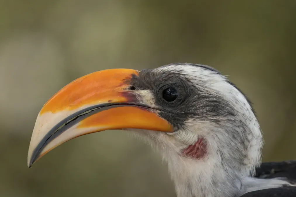 File:Jackson's hornbill (Tockus jacksoni) male head.jpg