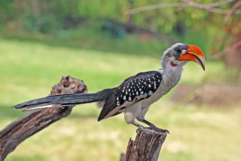 File:Jackson's hornbill (Tockus jacksoni) male.jpg