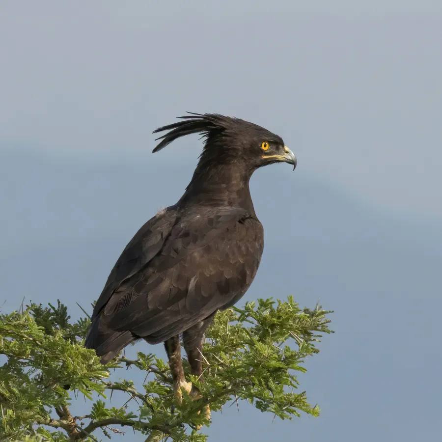 File:Long-crested eagle (Lophaetus occipitalis) Uganda.jpg