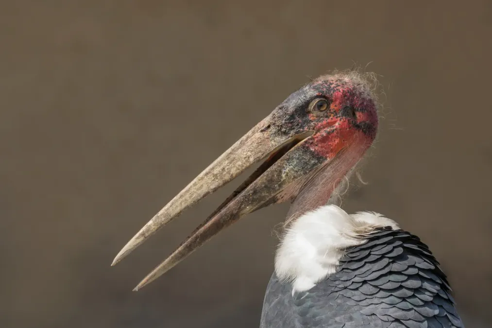 File:Marabou stork (Leptoptilos crumenifer) head.jpg