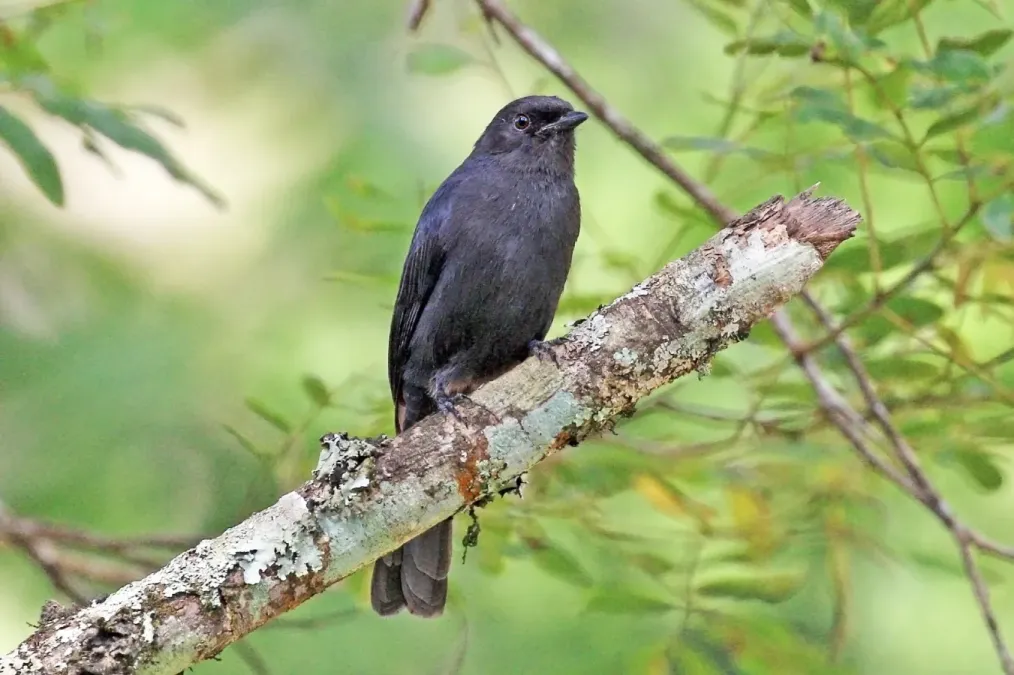 File:Northern black flycatcher (Melaenornis edolioides lugubris).jpg