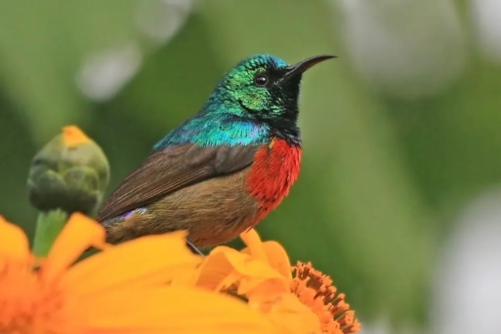 File:Northern double-collared sunbird (Cinnyris reichenowi preussi) male.jpg