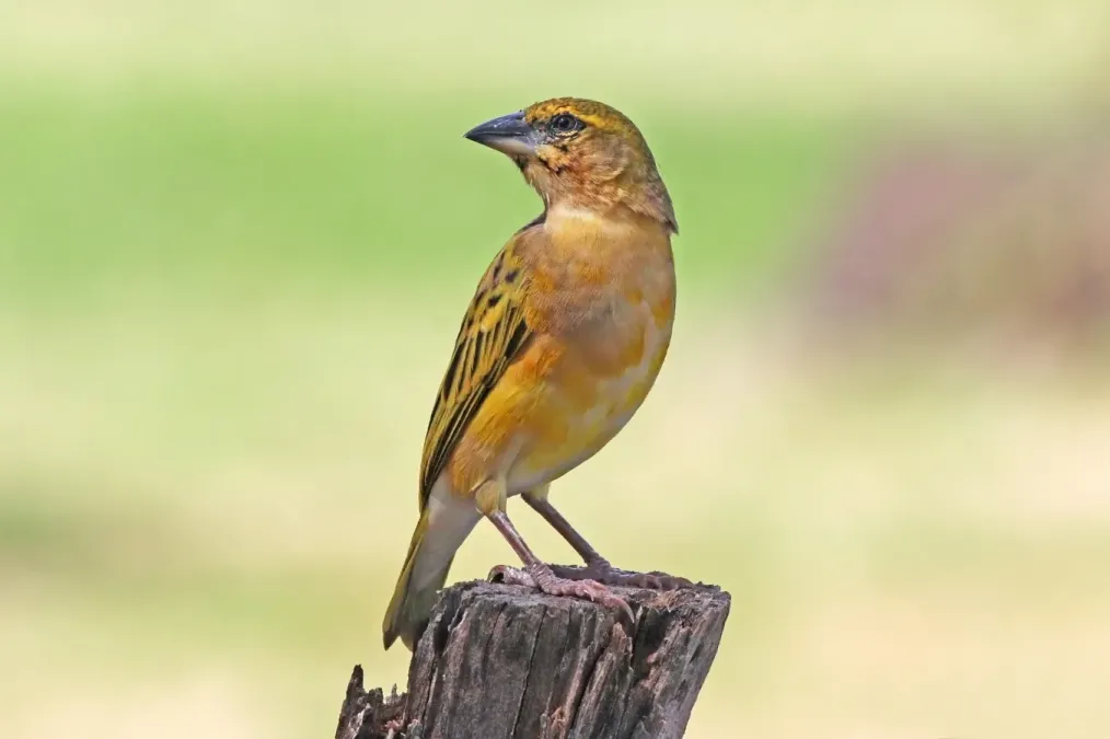 File:Northern masked weaver (Ploceus taeniopterus) male non-breeding.jpg