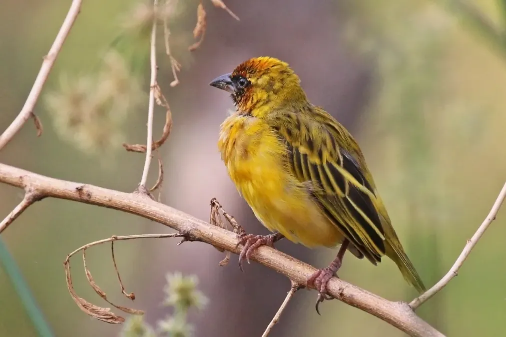 File:Northern masked weaver (Ploceus taeniopterus) male.jpg