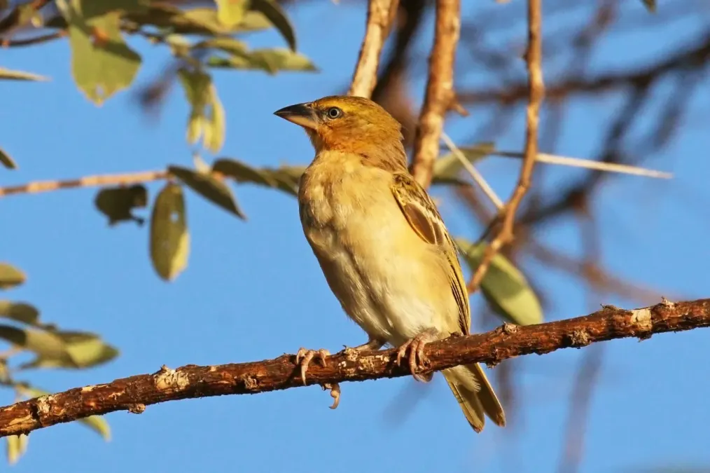 File:Northern masked weaver (Ploceus taeniopterus) sub-adult.jpg