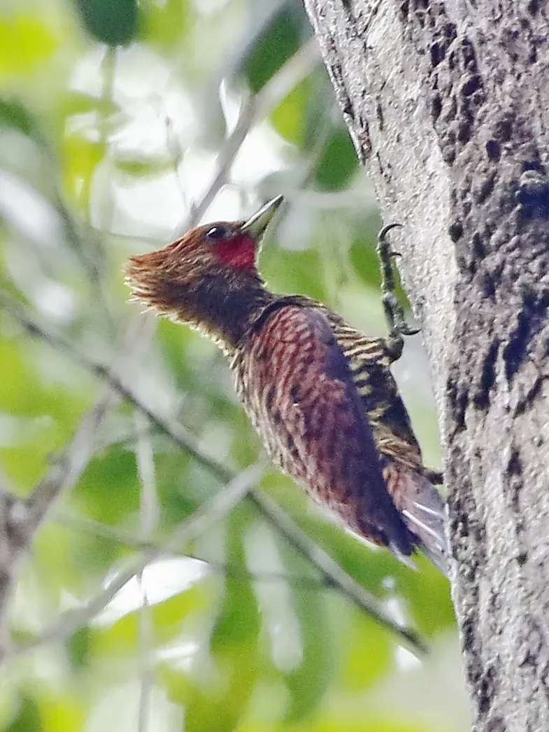 File:Celeus undatus - Waved woodpecker (male).jpg