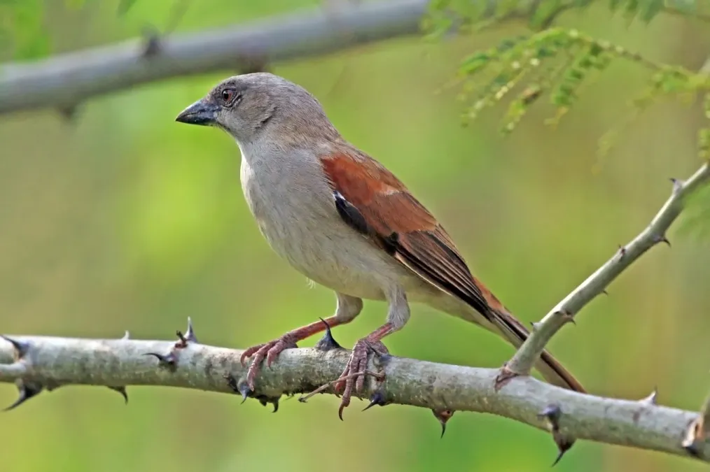 File:Northern grey-headed sparrow (Passer griseus ugandae).jpg