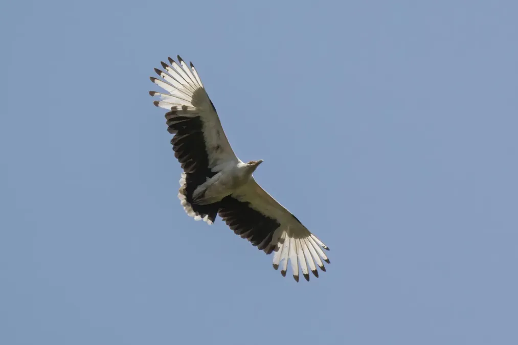 File:Palm nut vulture (Gypohierax angolensis) in flight, Semliki Wildlife Reserve.jpg