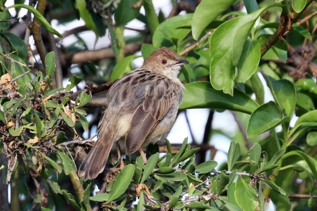 File:Rattling cisticola (Cisticola chiniana humilis).jpg
