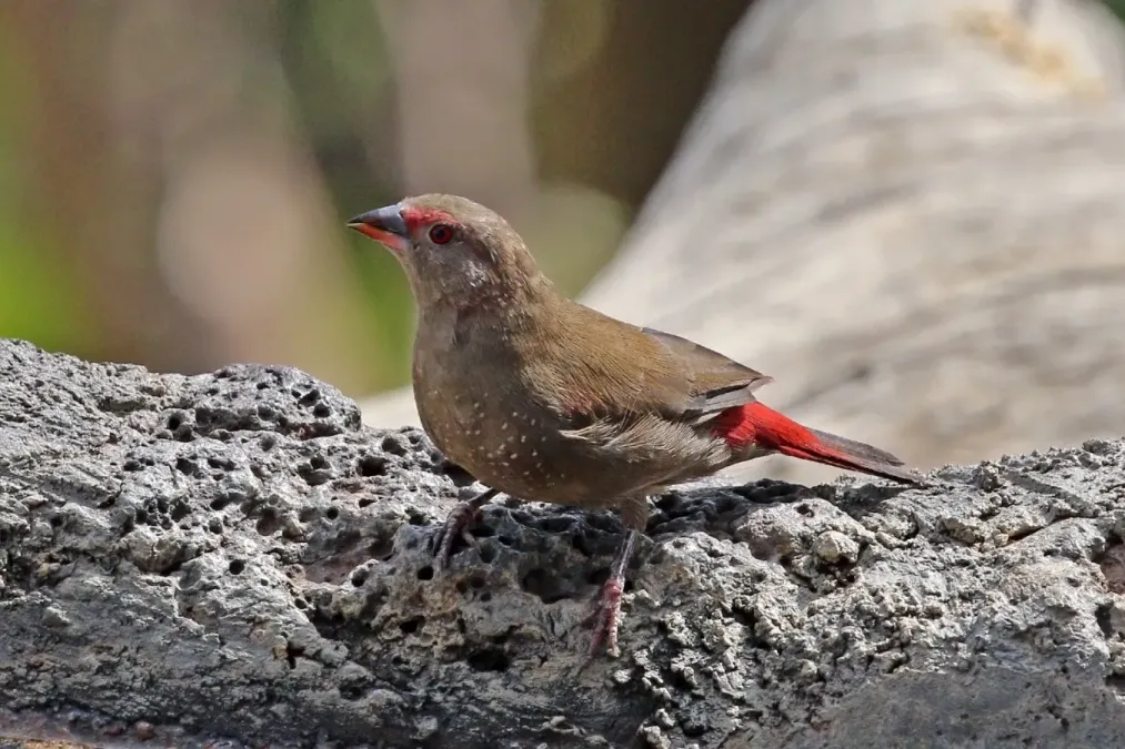 File:Red-billed firefinch (Lagonosticta senegala ruberrima) female.jpg