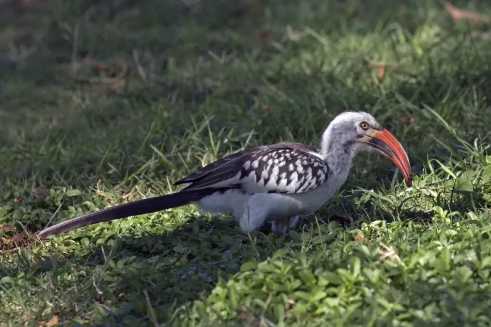 File:Red-billed hornbill (Tockus erythrorhynchus) male.jpg