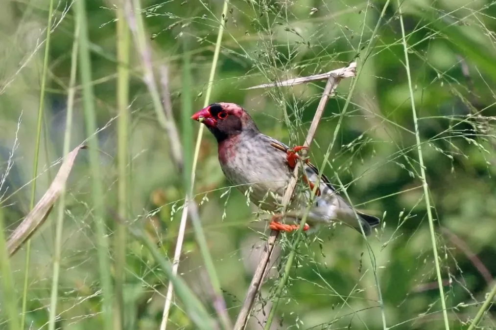 File:Red-billed quelea (Quelea quelea aethiopica) male breeding plumage pink.jpg