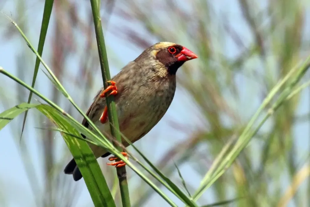 File:Red-billed quelea (Quelea quelea aethiopica) male breeding plumage yellow.jpg