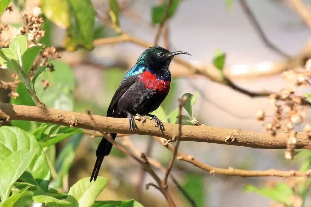 File:Red-chested sunbird (Cinnyris erythrocercus) male.jpg