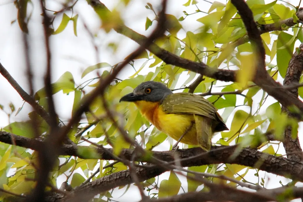 File:Grey-headed Bushshrike (Malaconotus blanchoti) in tree.jpg