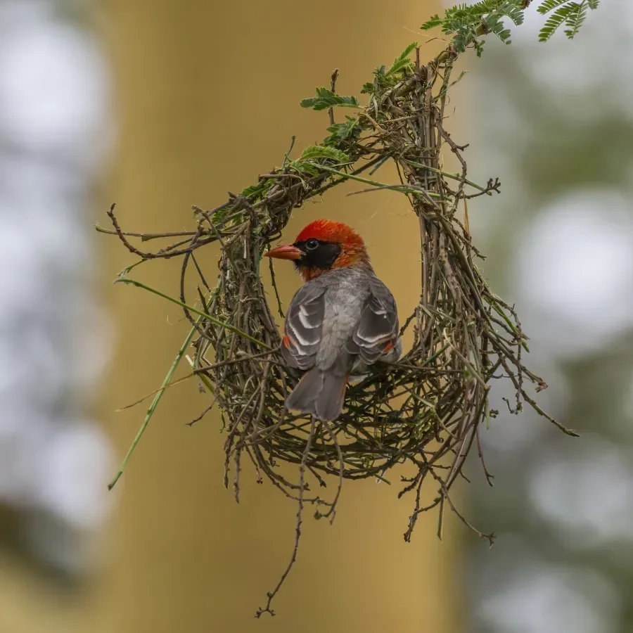 File:Red-headed weaver (Anaplectes rubriceps leuconotus) male.jpg