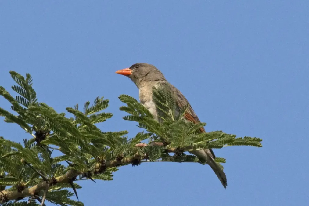 File:Red-headed weaver (Anaplectes rubriceps leuconotos) female.jpg
