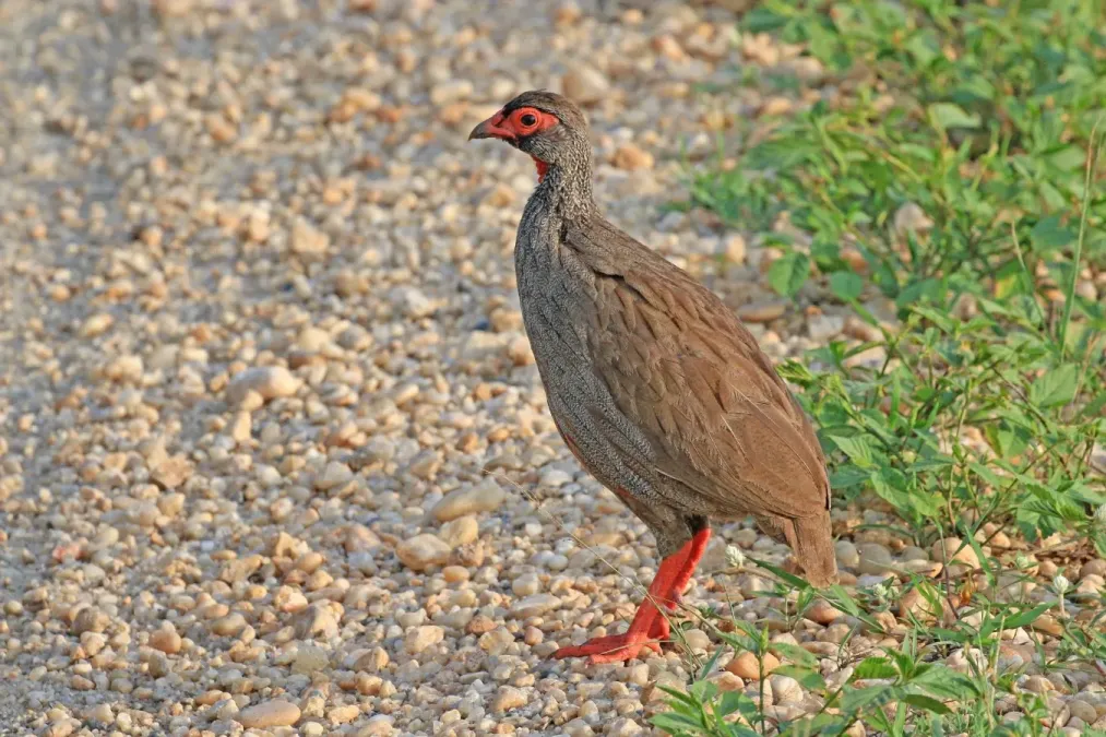 File:Red-necked spurfowl (Pternistis afer cranchii).jpg