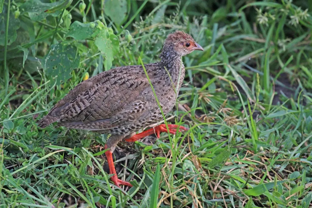 File:Red-necked spurfowl (Pternistis afer cranchii) immature.jpg