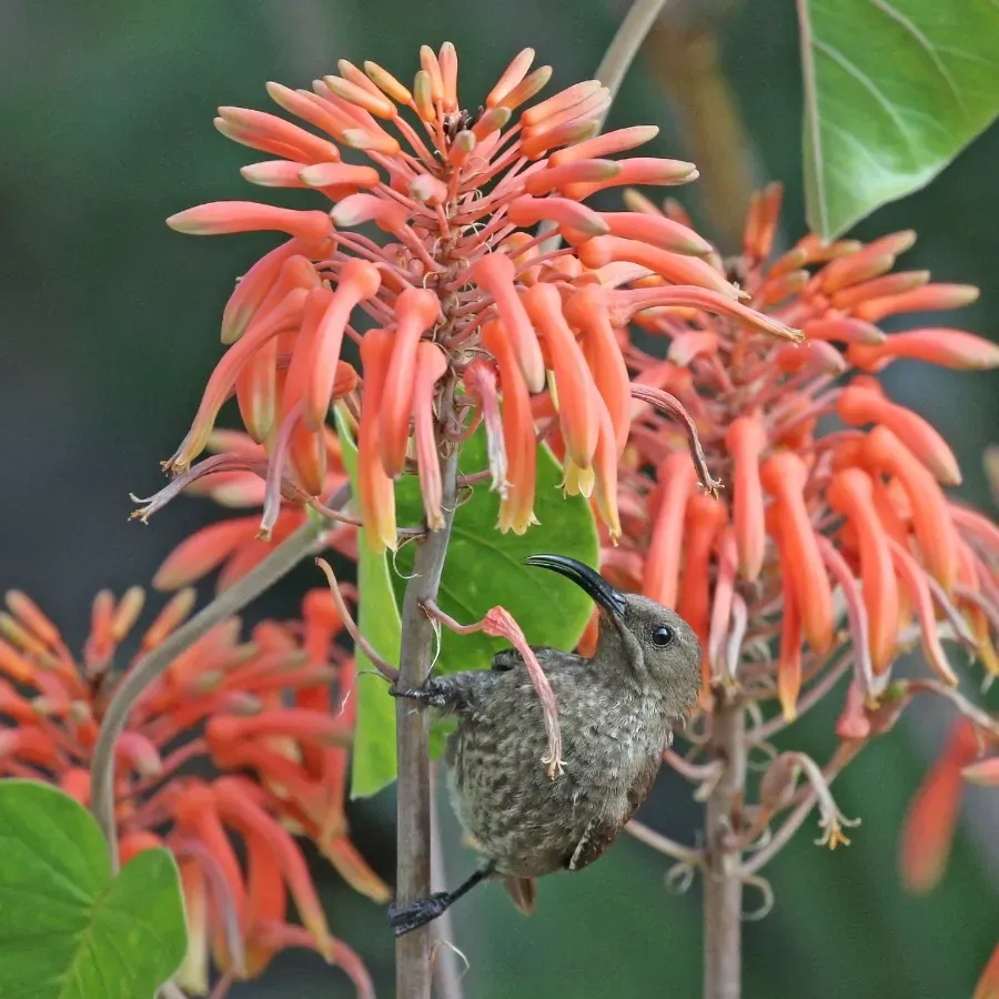 File:Scarlet-chested sunbird (Chalcomitra senegalensis lamperti) female.jpg