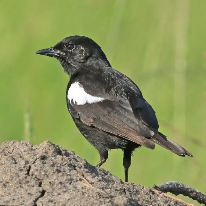 File:Sooty chat (Myrmecocichla nigra) male.jpg