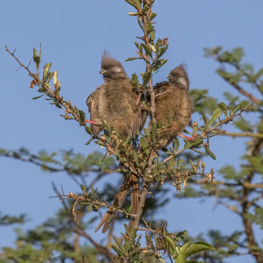 File:Speckled mousebirds (Colius striatus kikuyensis) pair.jpg