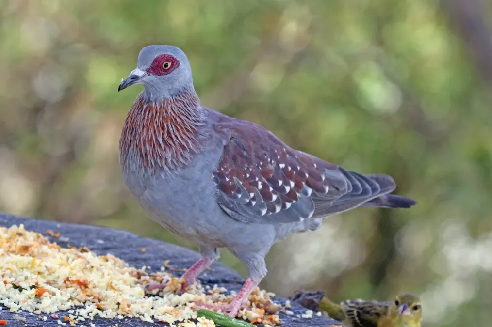 File:Speckled pigeon (Columba guinea guinea).jpg