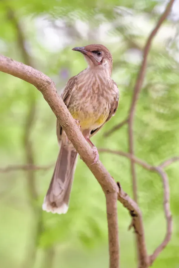 File:Anthochaera chrysoptera in Jacaranda tree, Albury NSW.jpg